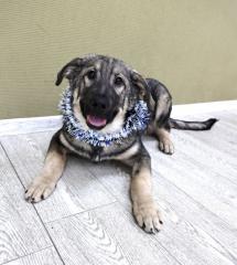 Барон Щенятник